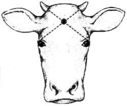 Correct position for shooting horned cattle with captive bolt