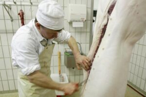 Electric or Pneumatic? Picking the Right Stunner for Your Irish Abattoir